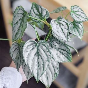 Philodendron Brandtinaum